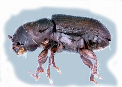 Adult Southern pine beetle. Photo: Erich G. Vallery, USDA Forest Service - SRS-4552, Bugwood.org. Adult Southern pine beetle