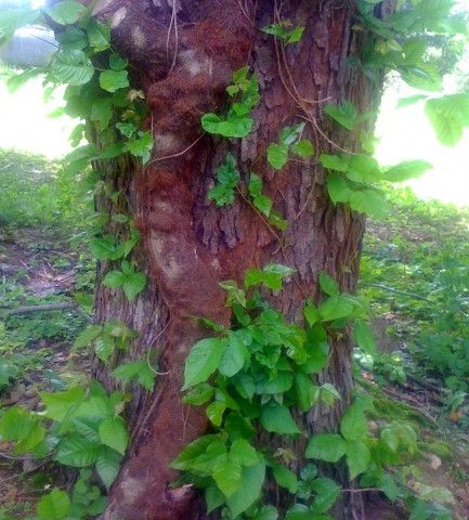 Poison Ivy Vine and leaves (note “hairy” rootlets). Photo via Wikimedia Commons.