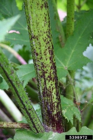 Giant hogweed stem.