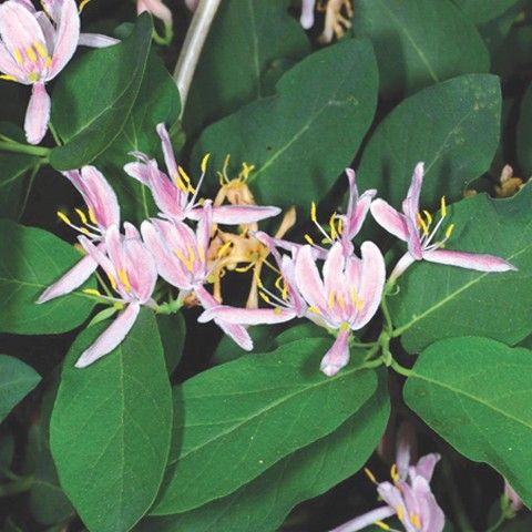 Bush Honeysuckle Invasive Plant Bush Honeysuckle Invasive Plant