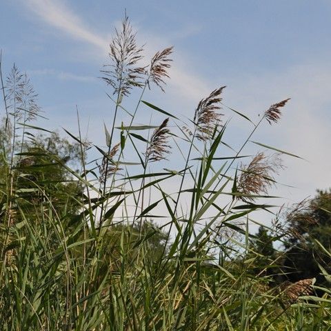 Common Reed Invasive Plant