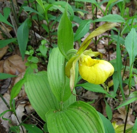 Yellow lady’s slipper (Cypripedium parviflorum var. pubescens). Image via Wikimedia Commons.