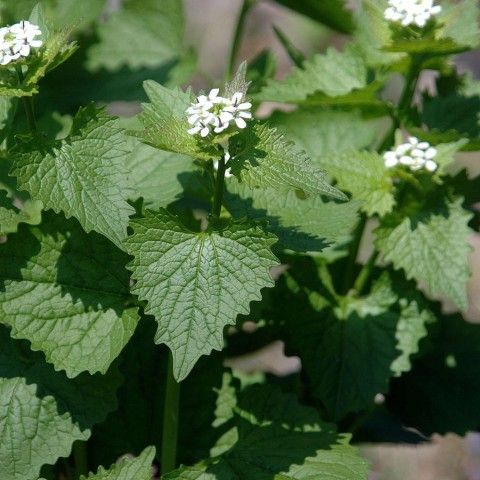 Garlic Mustard Invasive Plant Garlic Mustard Invasive Plant