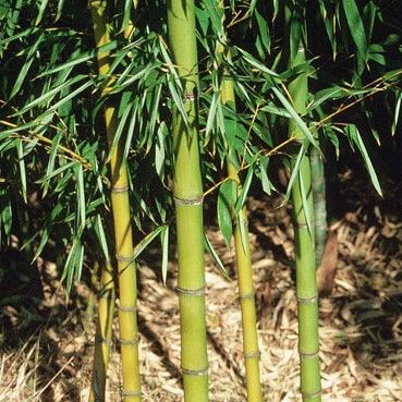 Golden Bamboo Invasive Species Golden Bamboo