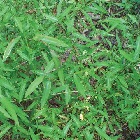 Japanese Stiltgrass Invasive Plant