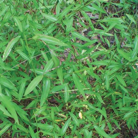 Japanese Stiltgrass Invasive Plant Japanese Stiltgrass Invasive Plant