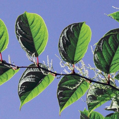 Japanese Knotweed Invasive Plant Japanese Knotweed Invasive Plant