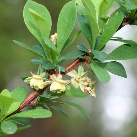 Japanese Barberry Invasive Plant