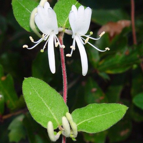 Photo: Chuck Bargeron, University of Georgia, Bugwood.org Japanese Honeysuckle Invasive Plant
