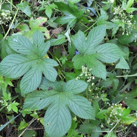 Japanese Hop Invasive Plant