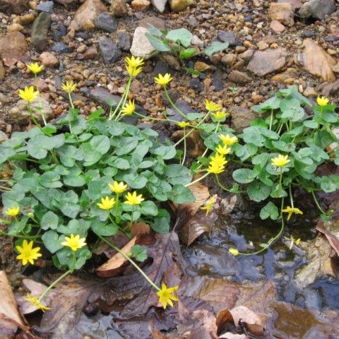 Lesser Celandine Invasive Plant