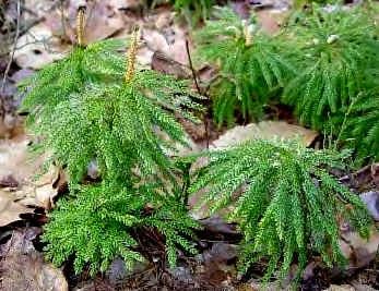 Lycopodium obscurum a common native clubmoss.