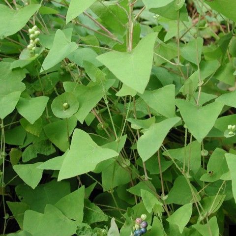 Mile-a-Minute Weed Invasive Plant