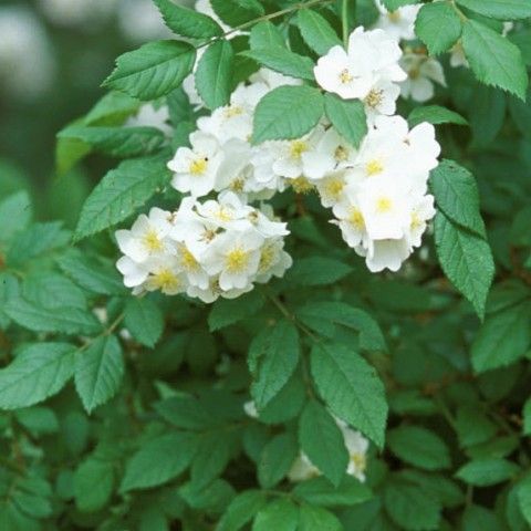 Multiflora Rose Invasive Plant