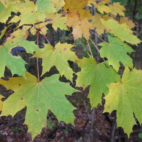 Norway Maple Invasive Tree