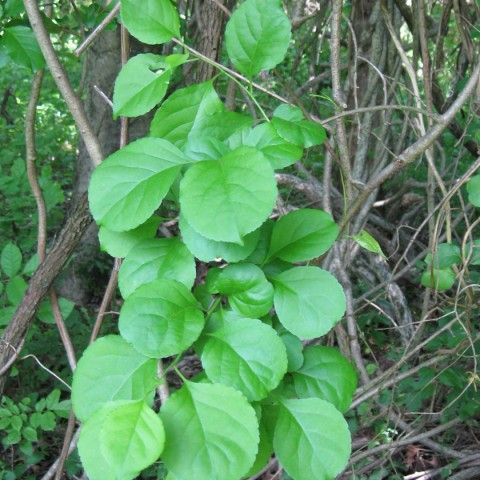 Oriental Bittersweet Invasive Plant