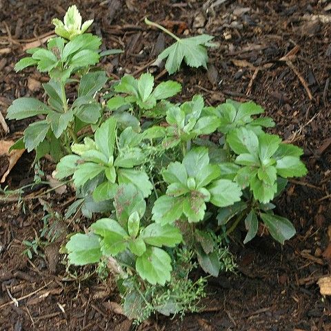 Pachysandra Invasive Plant