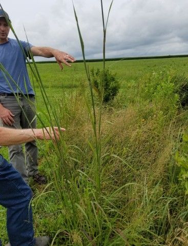 Big bluestem. Another beneficial, but non-blooming plant. Big bluestem