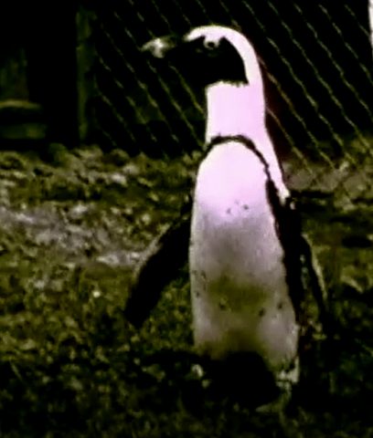 An African penguin, as seen from a screenshot from a Penguin Court home video.