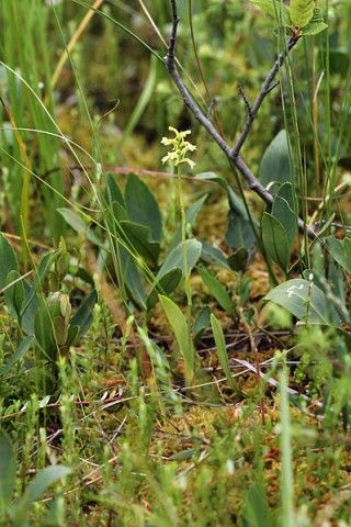 Small green woodland orchid (Platanthera clavellata). Photo by Rob Routledge, Sault College, Bugwood.org.