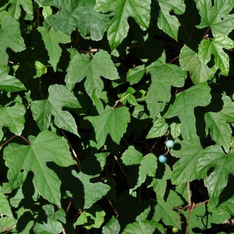 Porcelain Berry Invasive Plant Porcelain Berry Invasive Plant