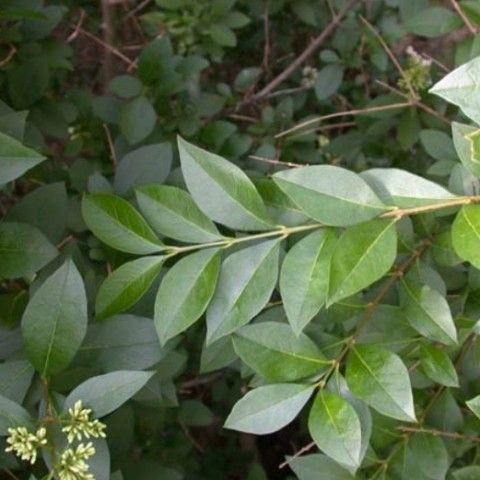 Privet Invasive Plant Privet Invasive Plant