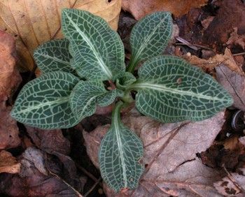 Leaves of Rattlesnake Plantain.