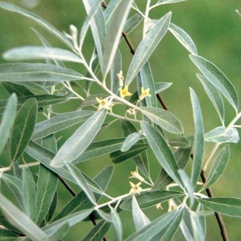 Russian Olive Invasive Plant