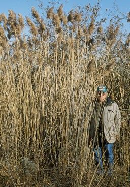 Scale view of phragmites, James H. Miller, USDA Forest Service, Bugwood.org