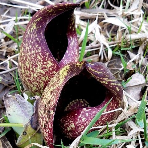 Skunk-Cabbage