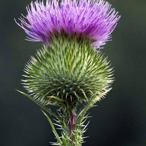 Thistle Invasive Plant