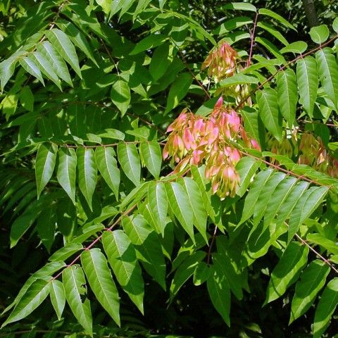 Tree of Heaven Invasive Plant Tree of Heaven Invasive Plant