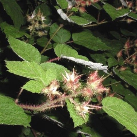 Wineberry Invasive Plant