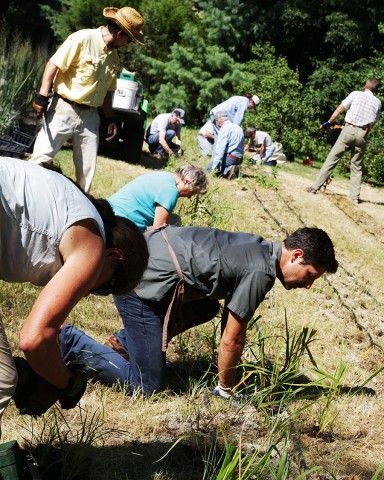 Group planting