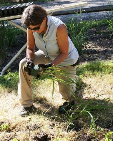 planting in the butterfly garden