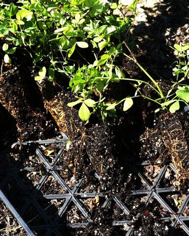 Plants in a crate