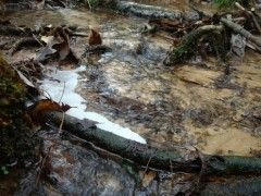 foam in a stream