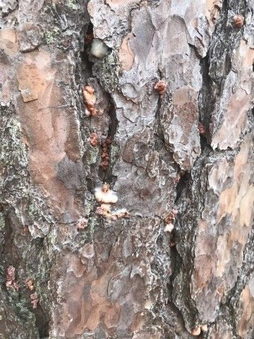 Pitch tubes on pine at Nottingham County park. Photo: Holly Merker