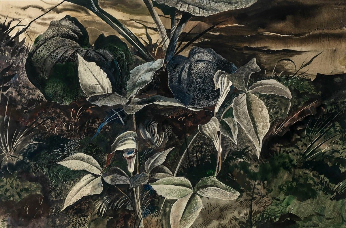 Andrew Wyeth, Jack-In-The-Pulpit, 1943, watercolor on paper. © 2023 Wyeth Foundation for American Art/Artists Rights Society (ARS), New York