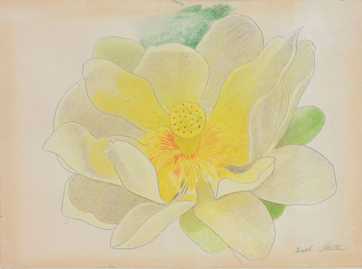 Joseph Stella, Yellow Lotus