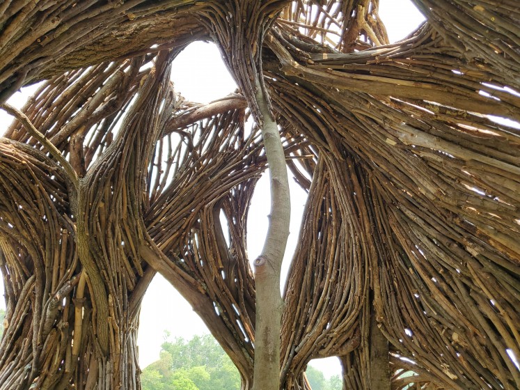 An inside view of the Queen Anne's Lace Pod