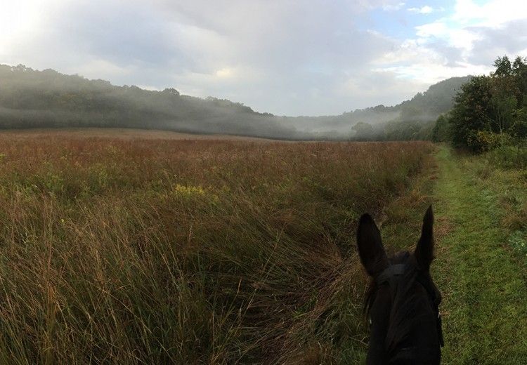 Horse in a field