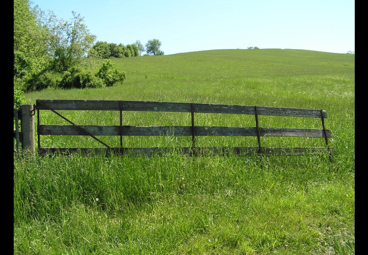 Laurels Preserve Meadow