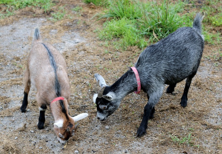 Goats at Kuerner Farm