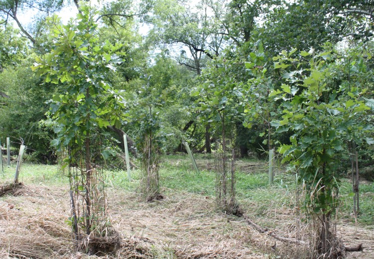 Maturing Riparian Buffer 