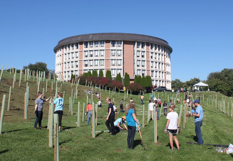 tree planting